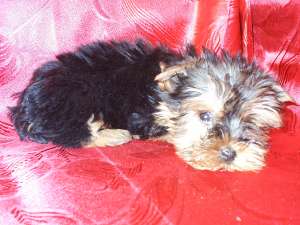 VAND CATELUSI JUCAUSI YORKSHIRE TERRIER