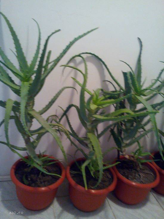 Vand Aloe Vera Bio.Preturi incepand cu 10 lei