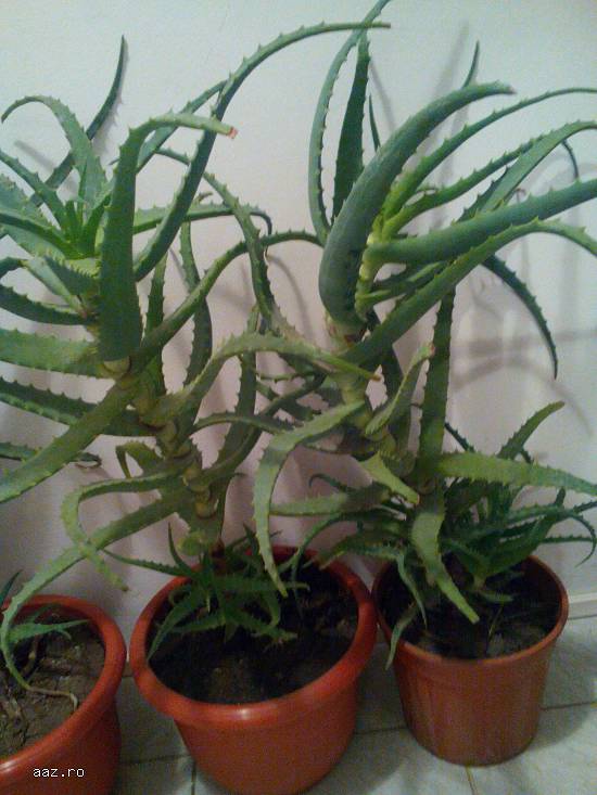 Vand Aloe Vera Bio.Preturi incepand cu 10 lei