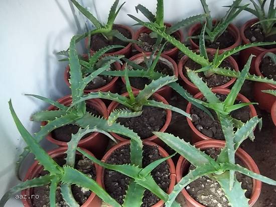 Vand Aloe Vera Bio.Preturi incepand cu 10 lei