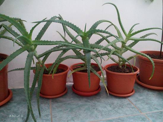 Vand Aloe Vera Bio.Preturi incepand cu 10 lei