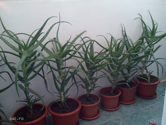 Vand Aloe Vera Bio Plante .Pret minim 10 lei