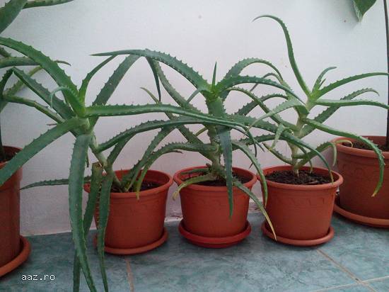 Vand Aloe Vera Bio Plante .Pret minim 10 lei