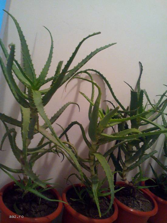 Vand Aloe Vera Bio Plante .Pret minim 10 lei