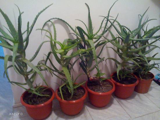 Vand Aloe Vera Bio Plante .Pret minim 10 lei