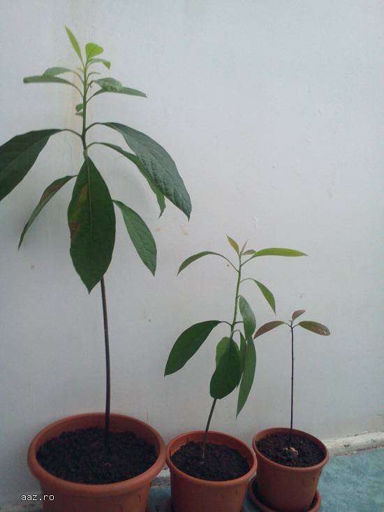 Copaci de avocado pentru decor