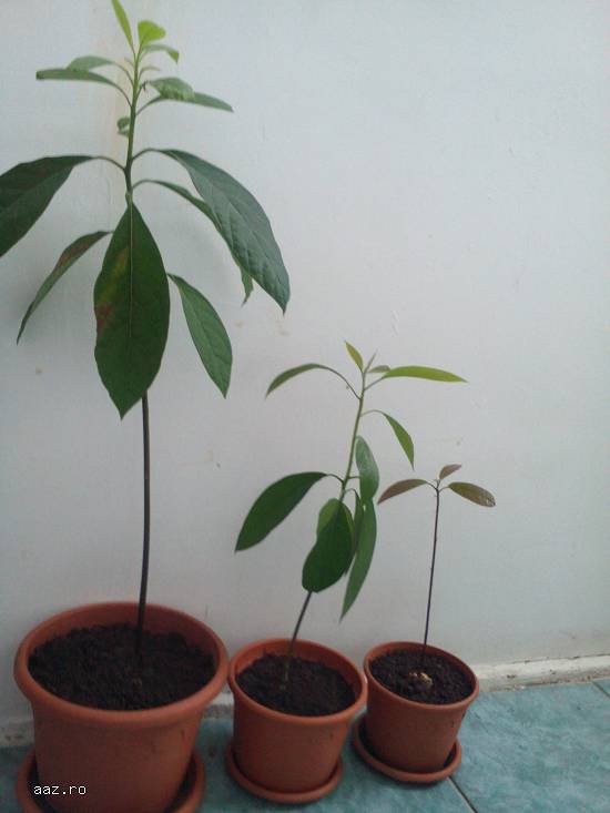 Copaci de avocado pentru decor