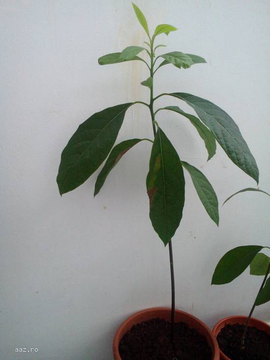 Copaci de avocado pentru decor