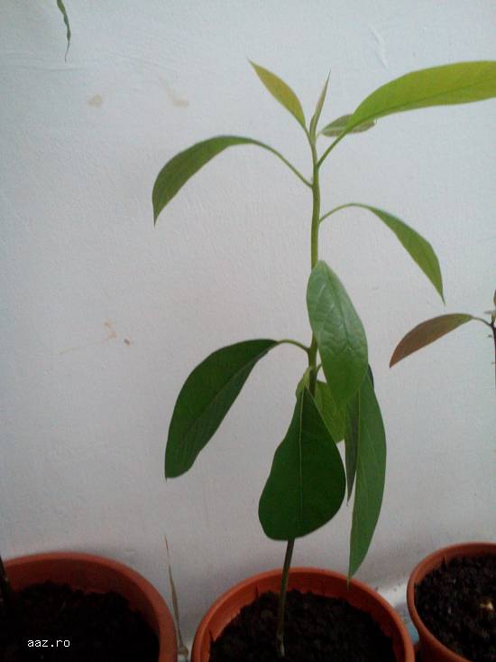 Copaci de avocado pentru decor