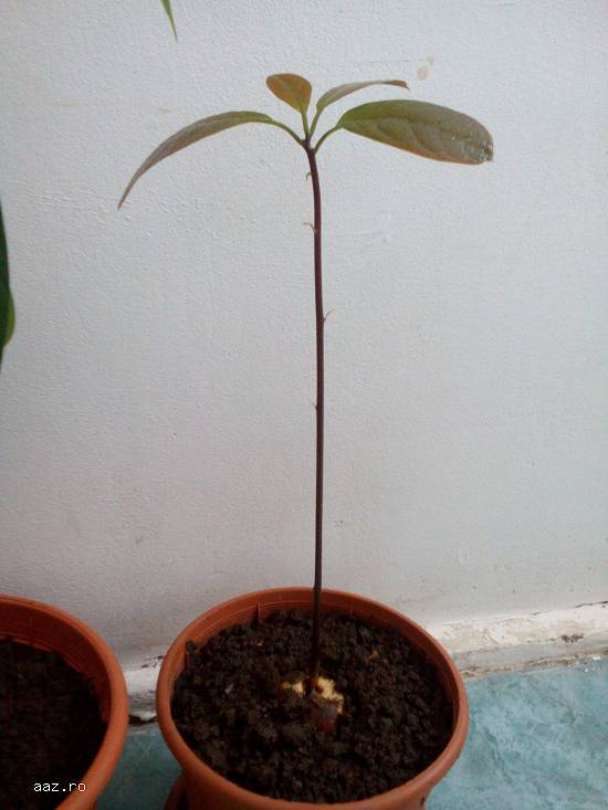 Copaci de avocado pentru decor
