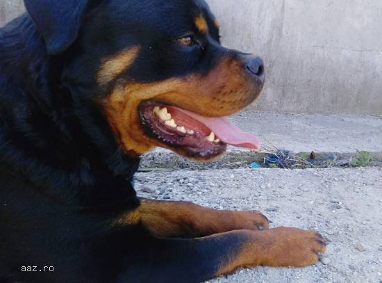MONTA rottweiler cu pedigree