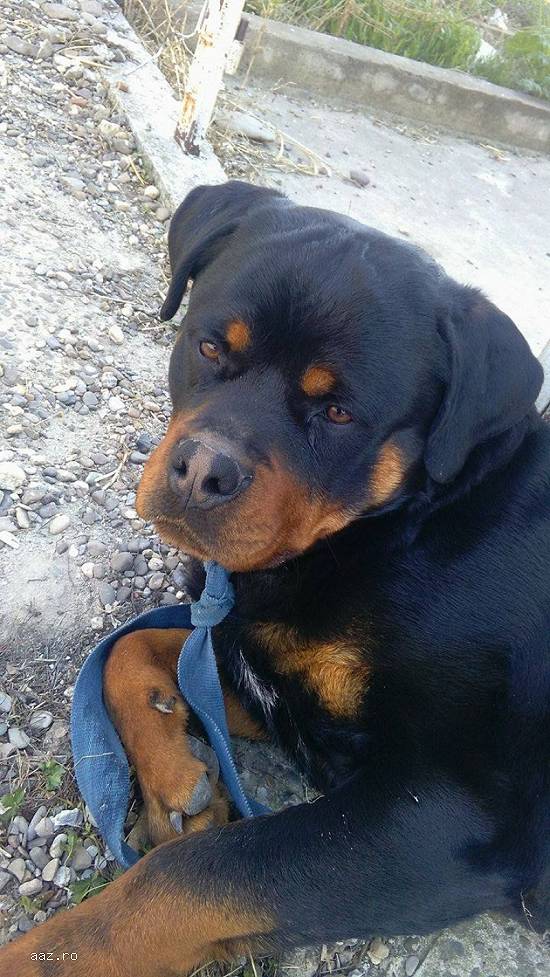 MONTA rottweiler cu pedigree