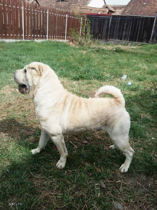 Monta Shar Pei Rasa Pura (Cempions)