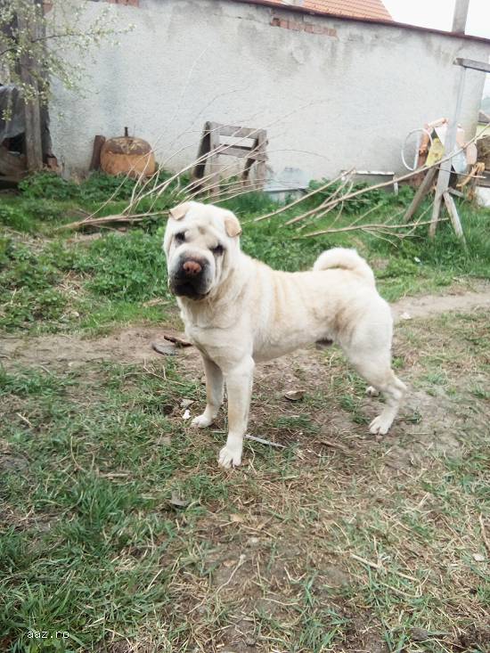 Monta Shar Pei Rasa Pura (Cempions)