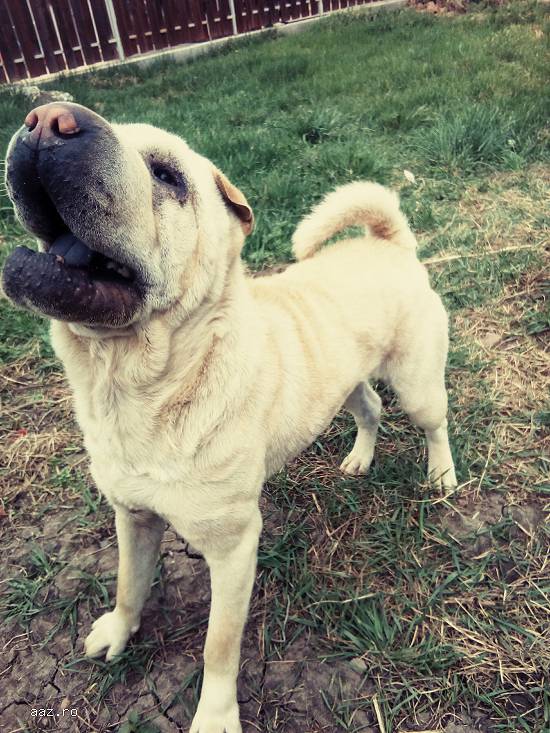 Monta Shar Pei Rasa Pura (Cempions)