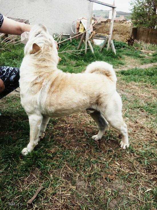 Monta Shar Pei Rasa Pura (Cempions)