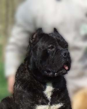cane corso-pui de calitate!!