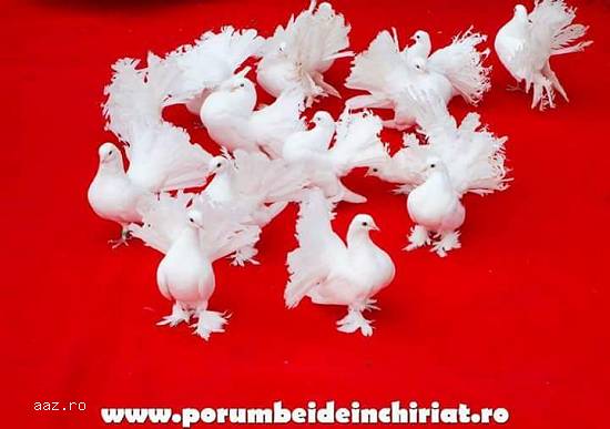 Porumbei albi Evenimente si Fum greu cu Gheata Carbonica