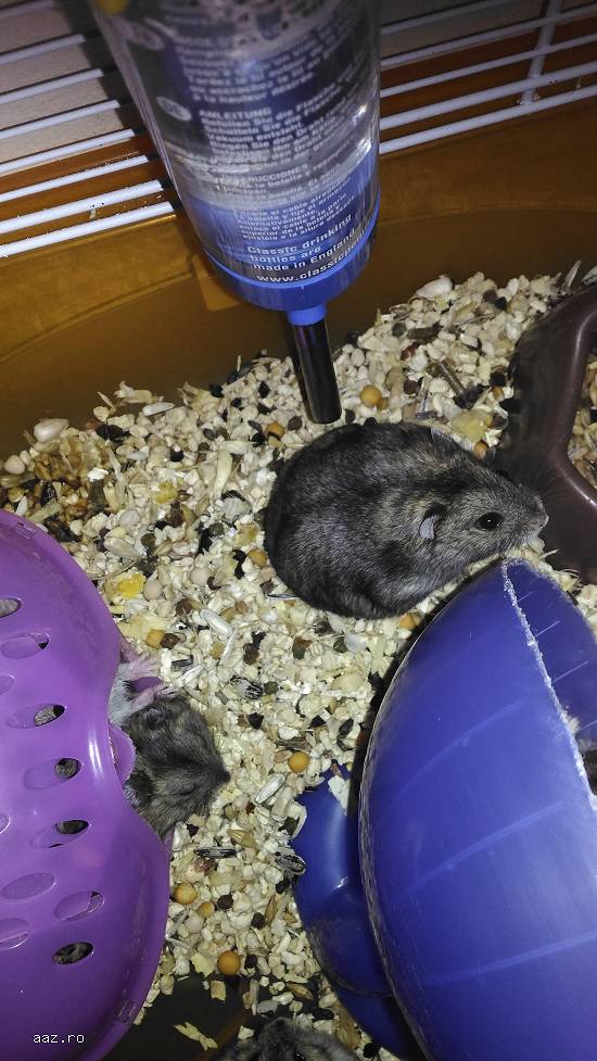 Dau hamsteri pitici (maxim 10)