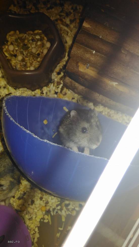 Dau hamsteri pitici (maxim 10)