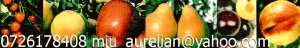 Pomi Fructiferi