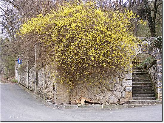 Teren intravilan zona B - Brasov.