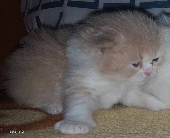 vand pui pisici persana doll face golden shaded si alb