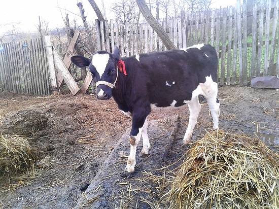 Vaca si vițea holstein originala