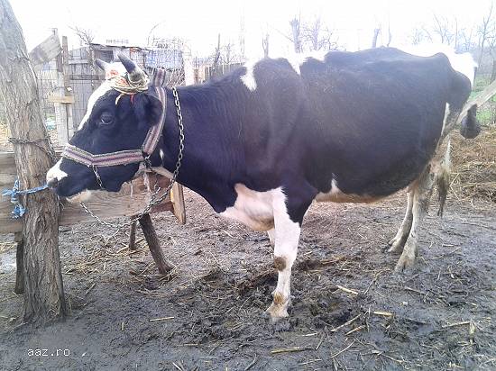 Vaca si vițea holstein originala