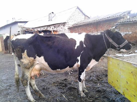 Vaca si vițea holstein originala