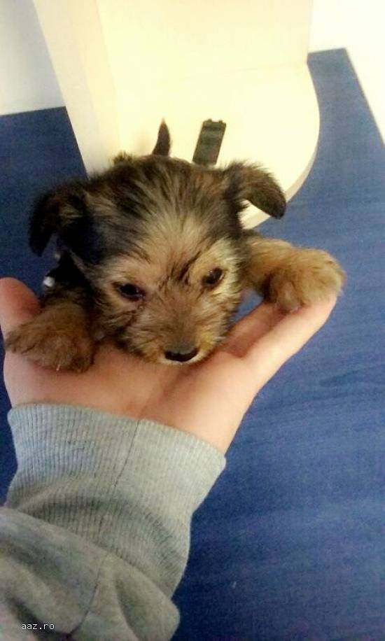 pui yorkshire terrier toy