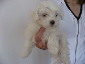 bichon maltese de vanzare