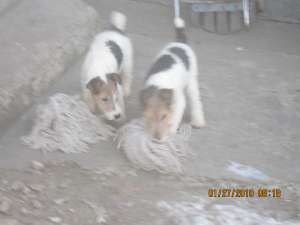 FOX TERRIER