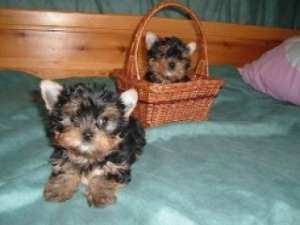 CAUT YORKSHIRE TERRIER SAU BICHON