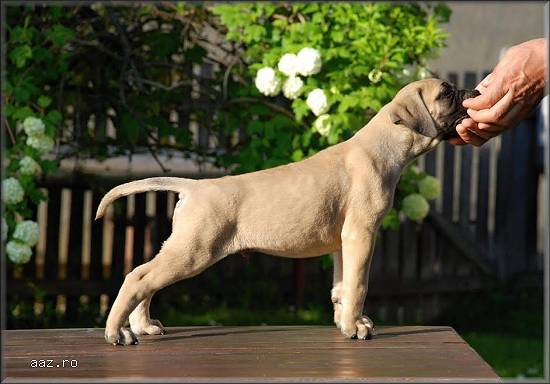 Catei Bullmastiff de vanzare