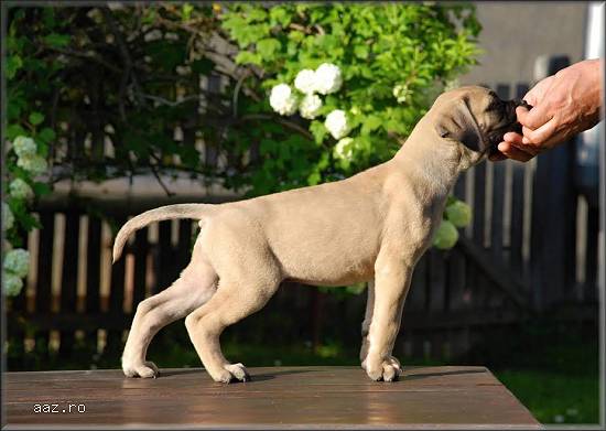 Catei Bullmastiff de vanzare