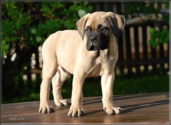Catei Bullmastiff de vanzare