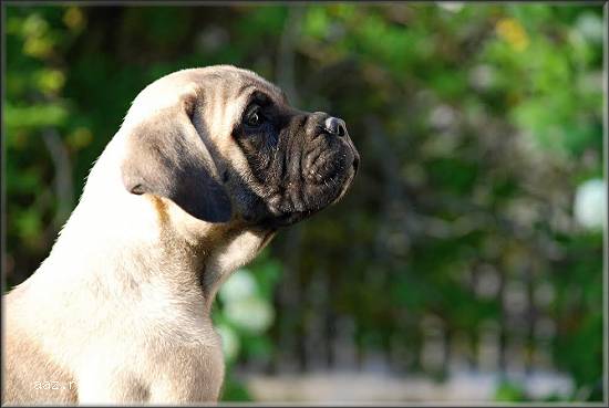 Catei Bullmastiff de vanzare
