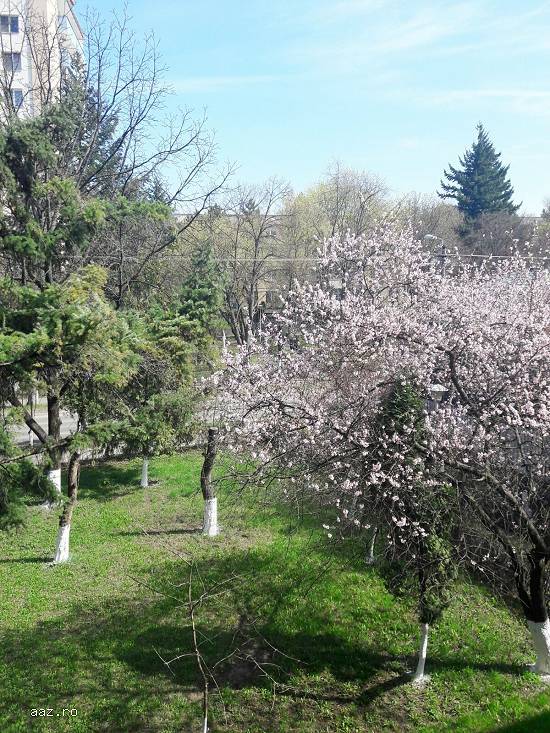 Vanzare garsoniera in Cluj Napoca zona Nicolae Titulescu