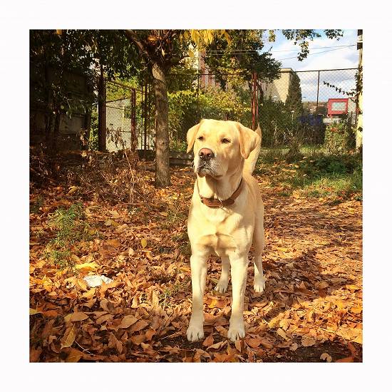 MONTA Labrador Retriever Auriu