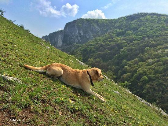 MONTA Labrador Retriever Auriu