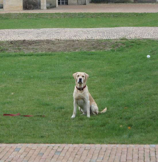 MONTA Labrador Retriever Auriu