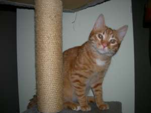 Ofer spre adoptie motanas roscat