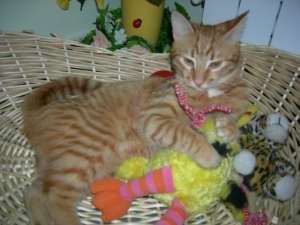 Ofer spre adoptie motanas roscat