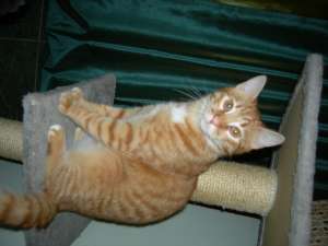 Ofer spre adoptie motanas roscat