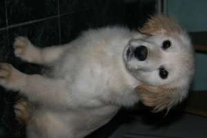 Vand pui golden retriver
