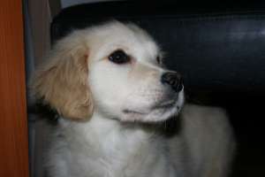Vand pui golden retriver