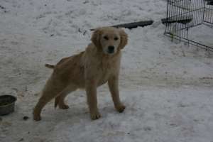 Vand pui golden retriver