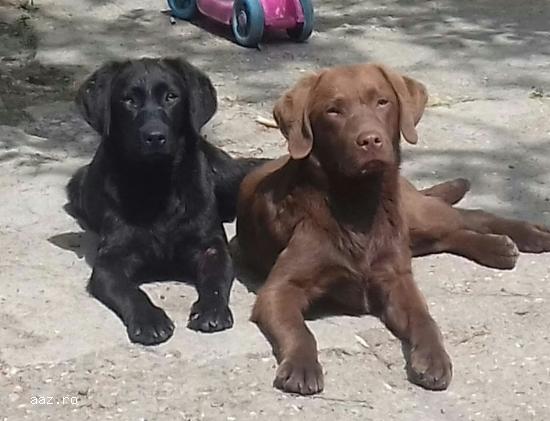 catei LABRADOR Retriever Poze