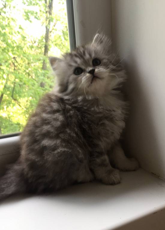Pui British Longhair